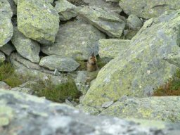 2003 Aletsch