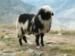 2003 Aletsch