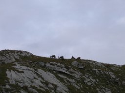 2006 Wildstrubel