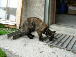 2008 Rosablanche