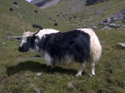 2015 Geltenhorn